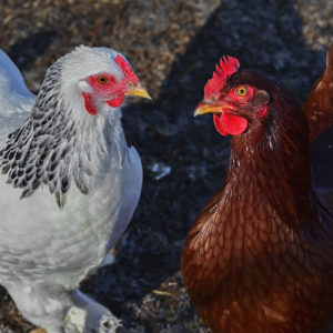 Homestead Happiness Makers