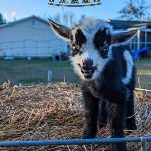 Baby Goats - Nigerian Dwarfs