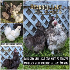 Baby Chicks - Silkies