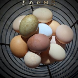 Fertile Hatching Eggs - Rainbow Collection