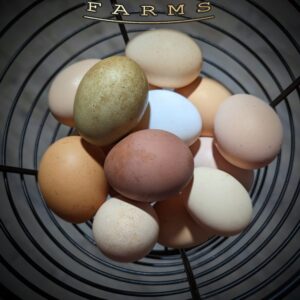 Fertile Hatching Eggs - Rainbow Collection