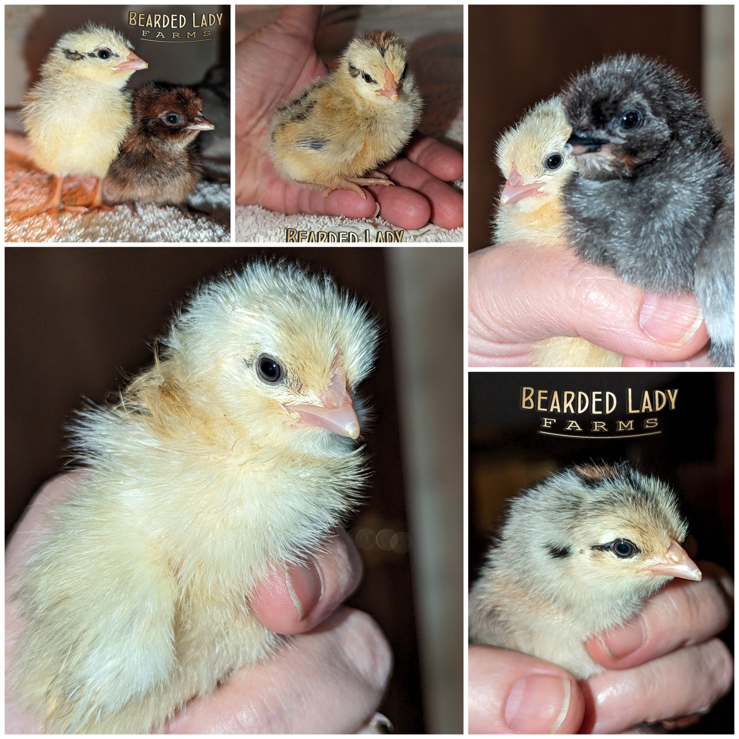Fertile Hatching Eggs - Barnyard Mix - Image 4