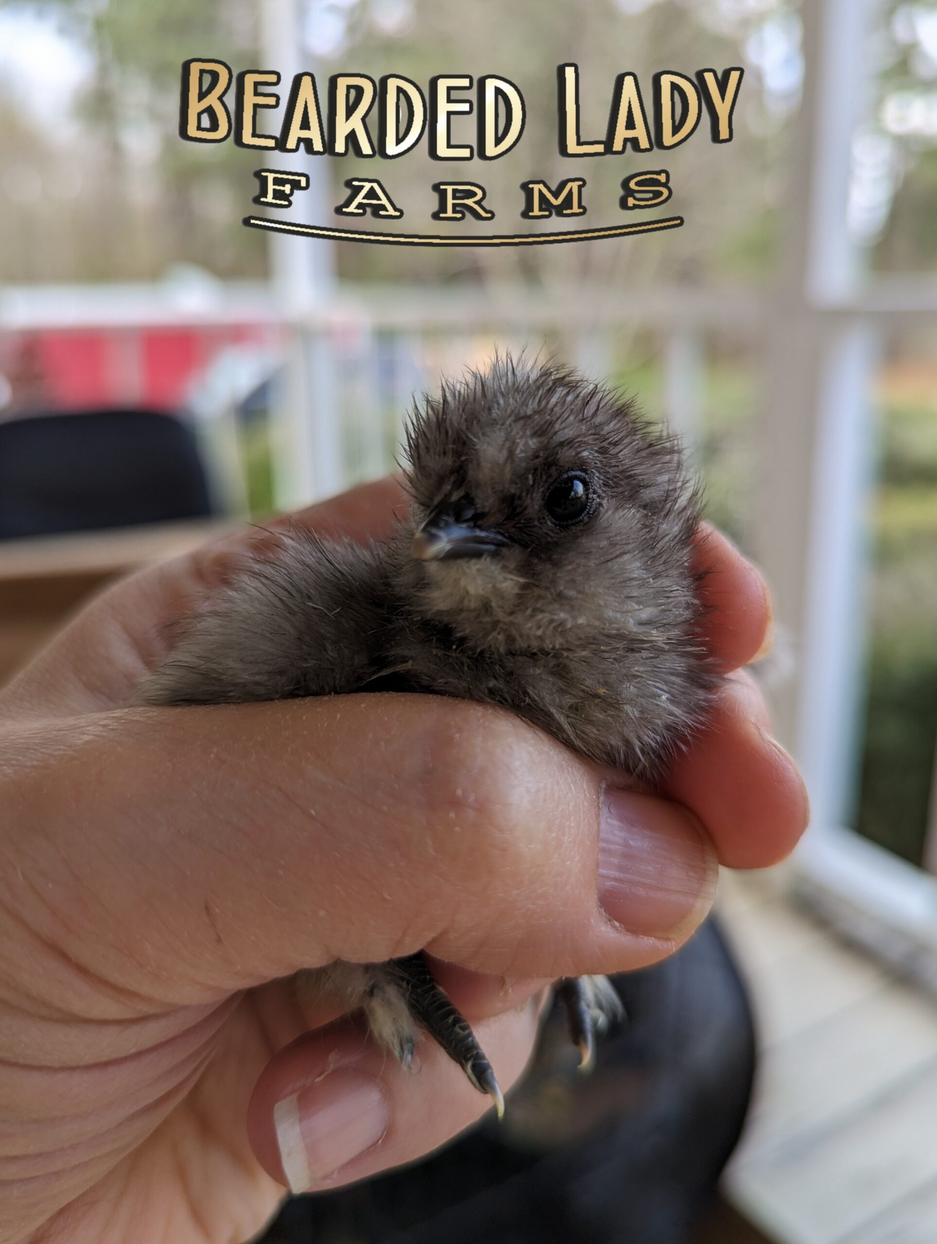 Baby Chicks - Silkies - Image 2