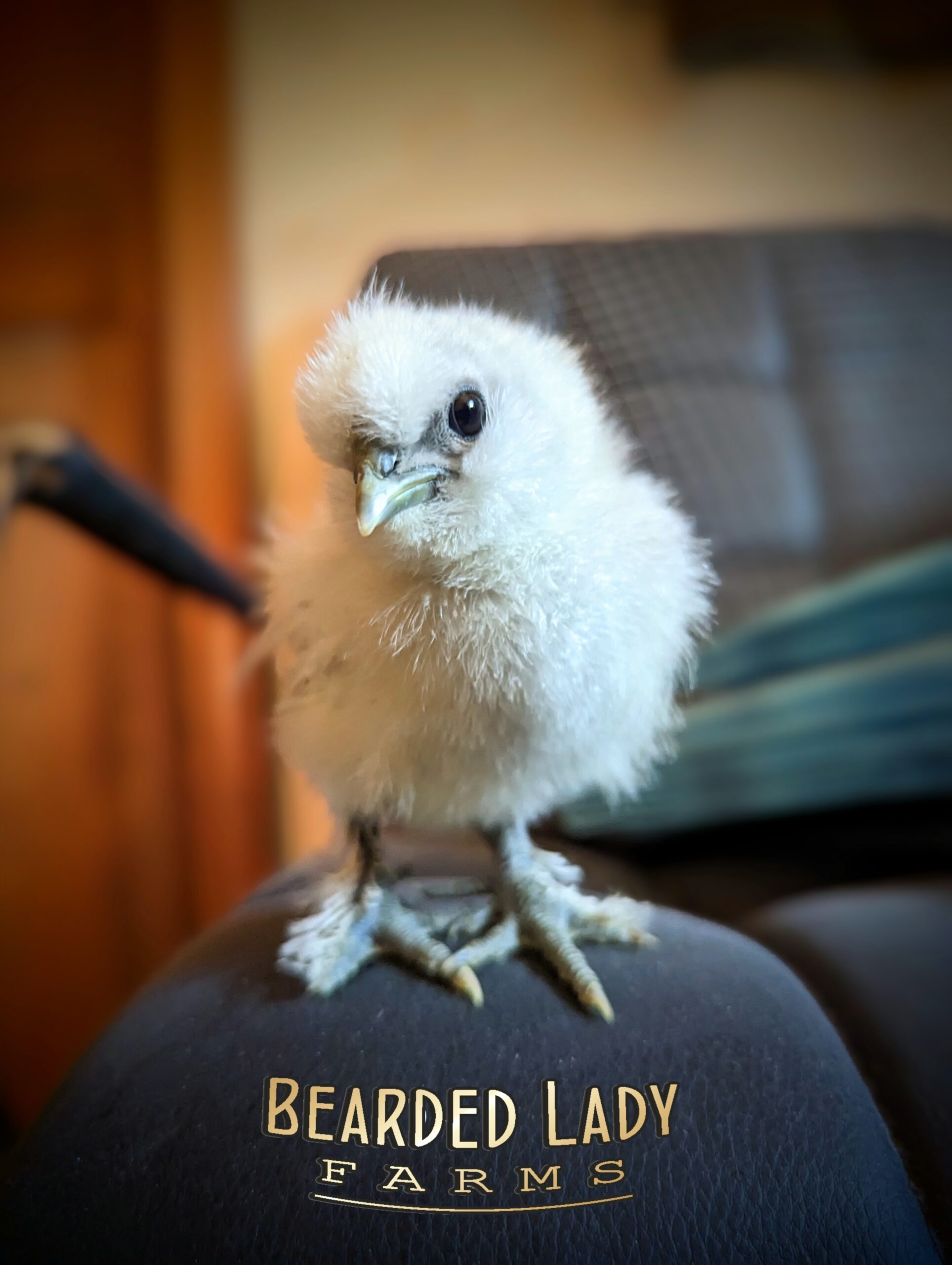 Baby Chicks - Silkies - Image 3
