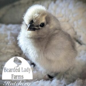 Fertile Hatching Eggs - Silkies
