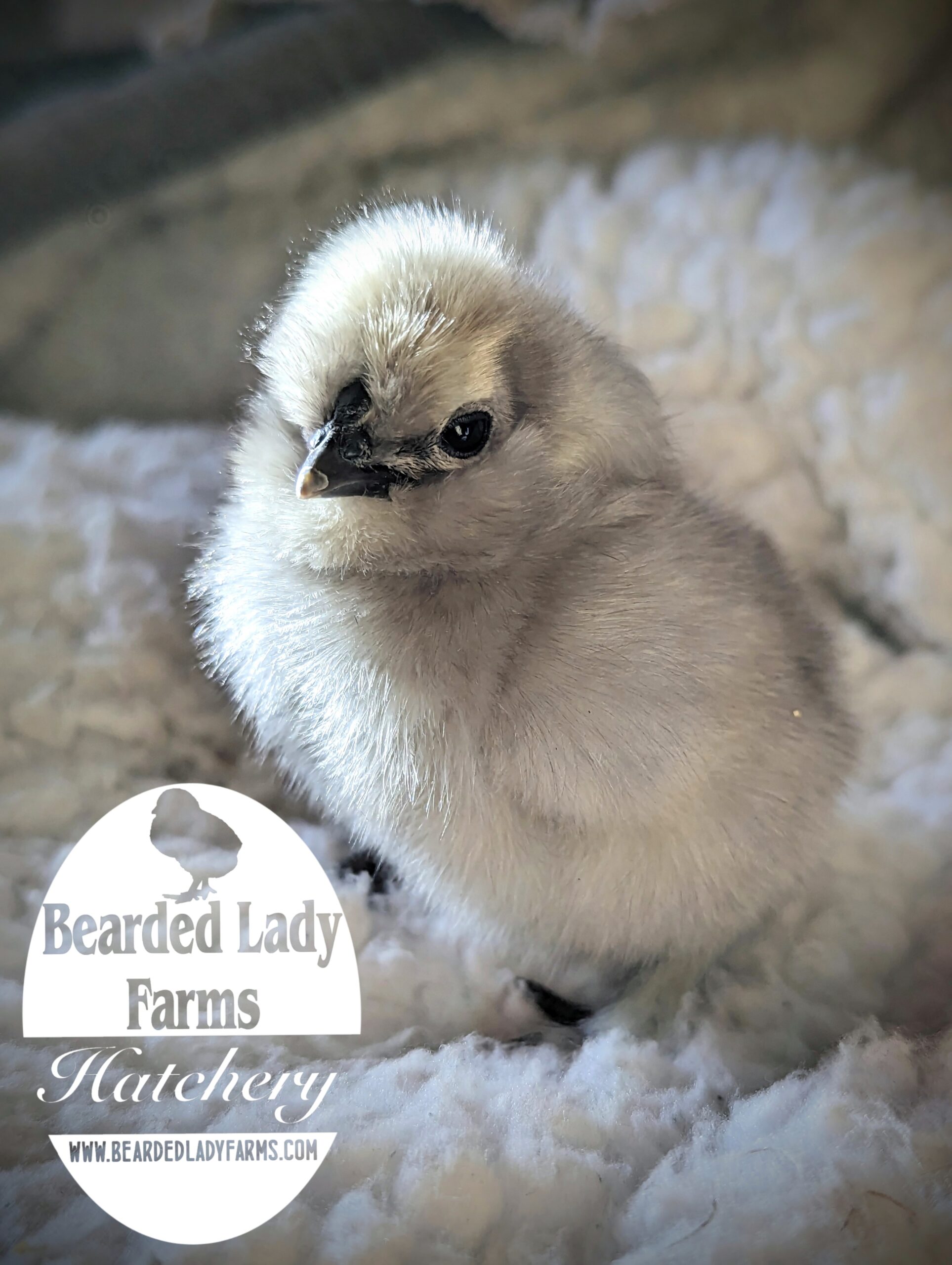 Fertile Hatching Eggs - Silkies