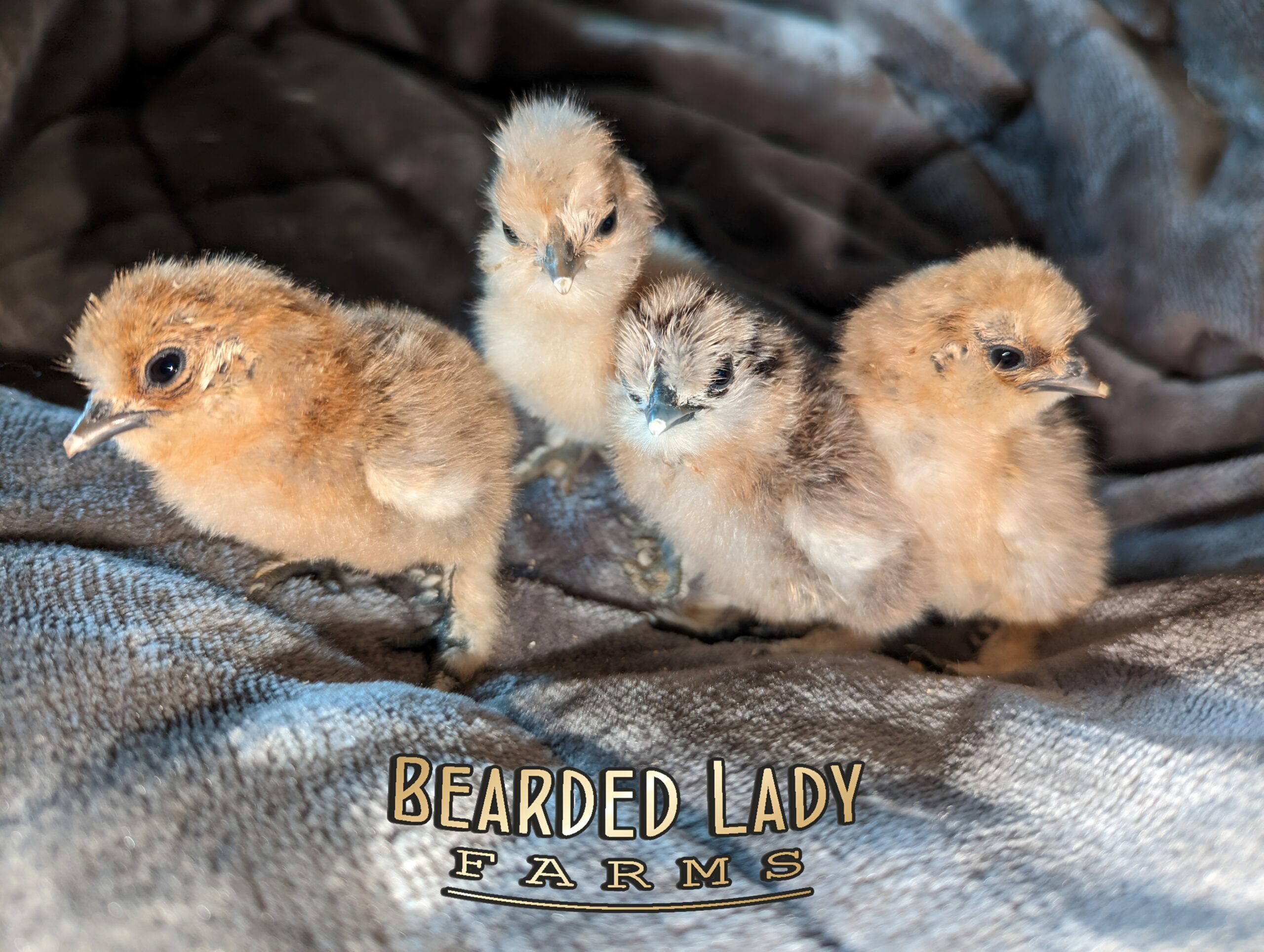 Fertile Hatching Eggs - Barnyard Mix - Image 2
