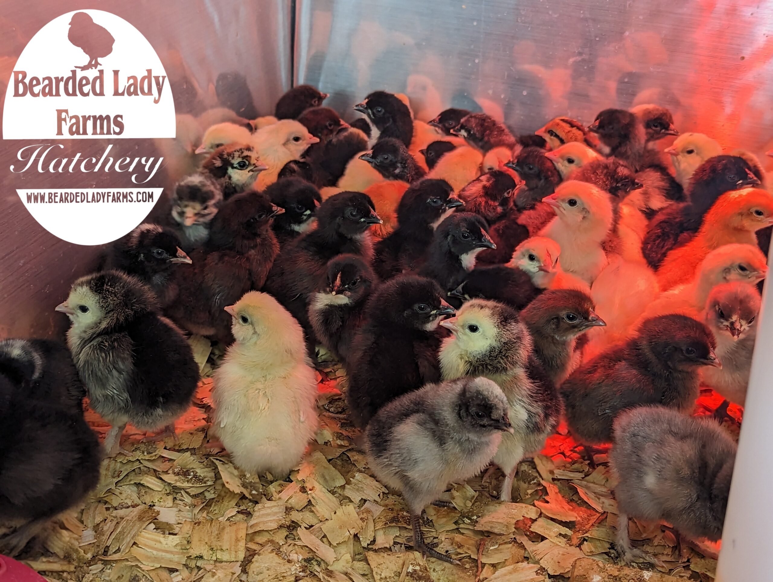 Fertile Hatching Eggs - Easter Eggers - Image 3