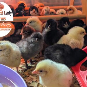 Fertile Hatching Eggs - Easter Eggers
