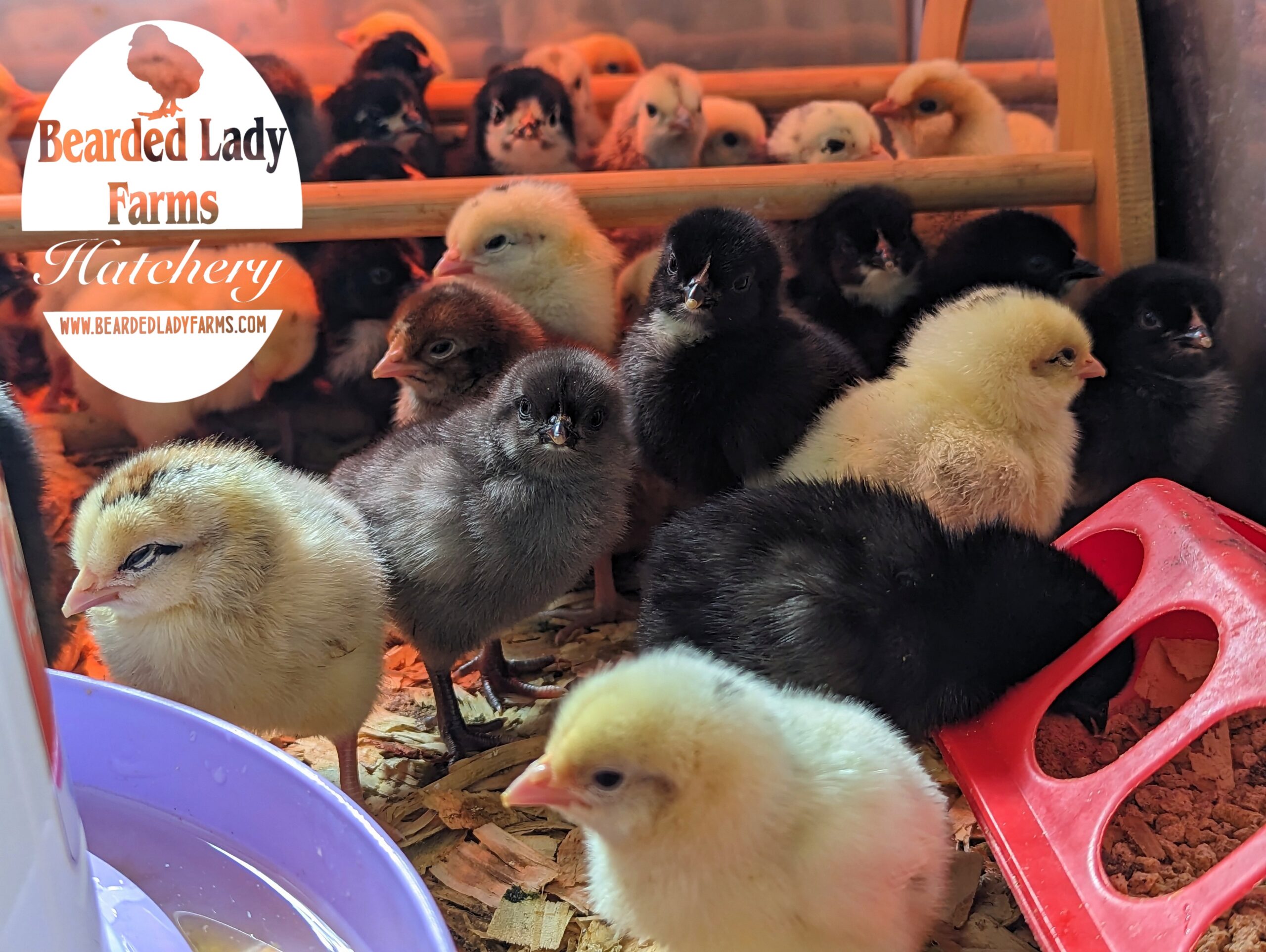 Fertile Hatching Eggs - Easter Eggers