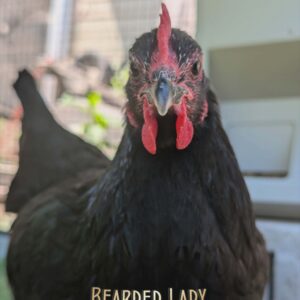 Adult laying hens - various