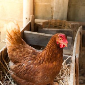 Adult laying hens - various