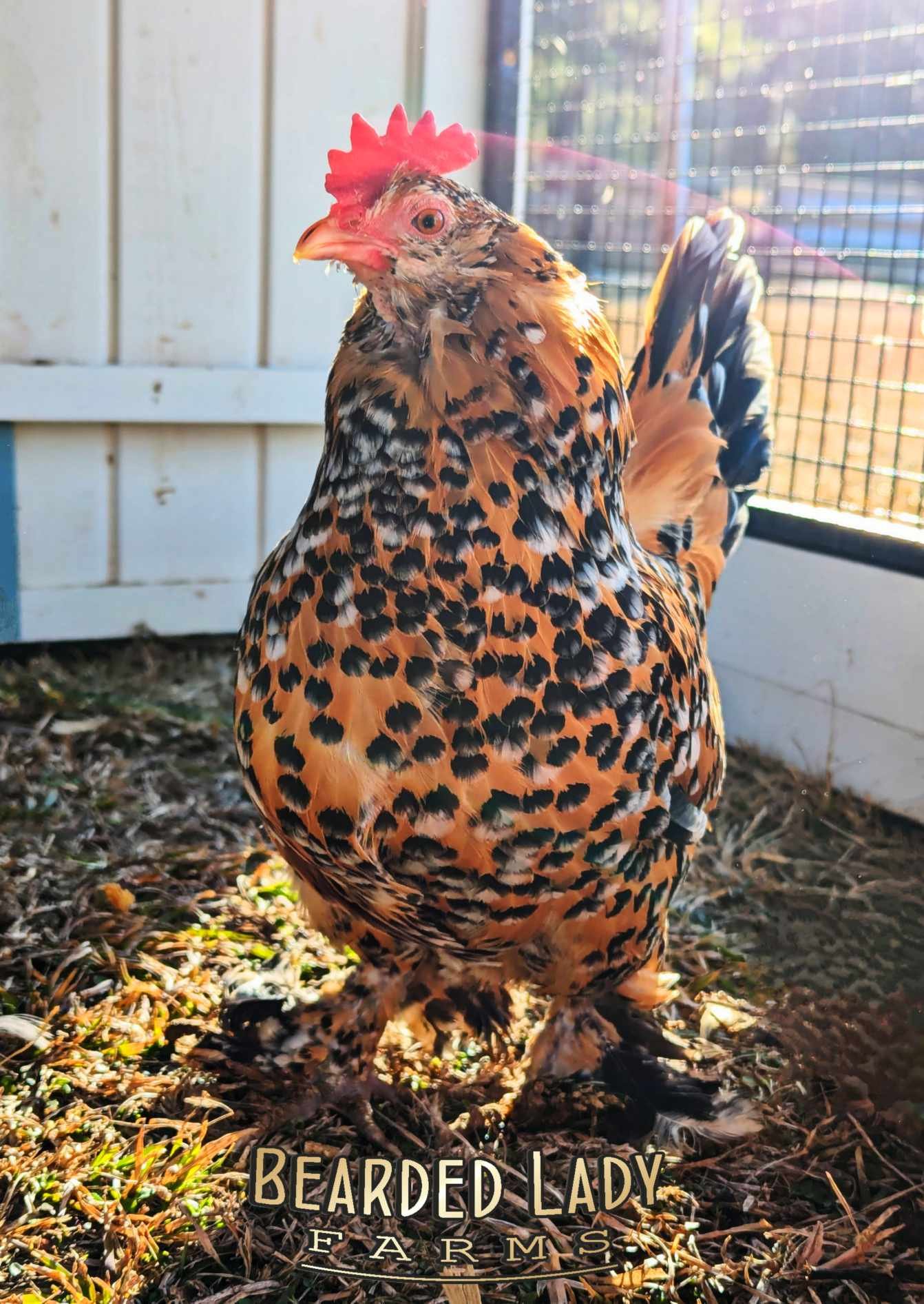 Fertile Hatching Eggs - Mille Fleur D'Uccles - Image 6