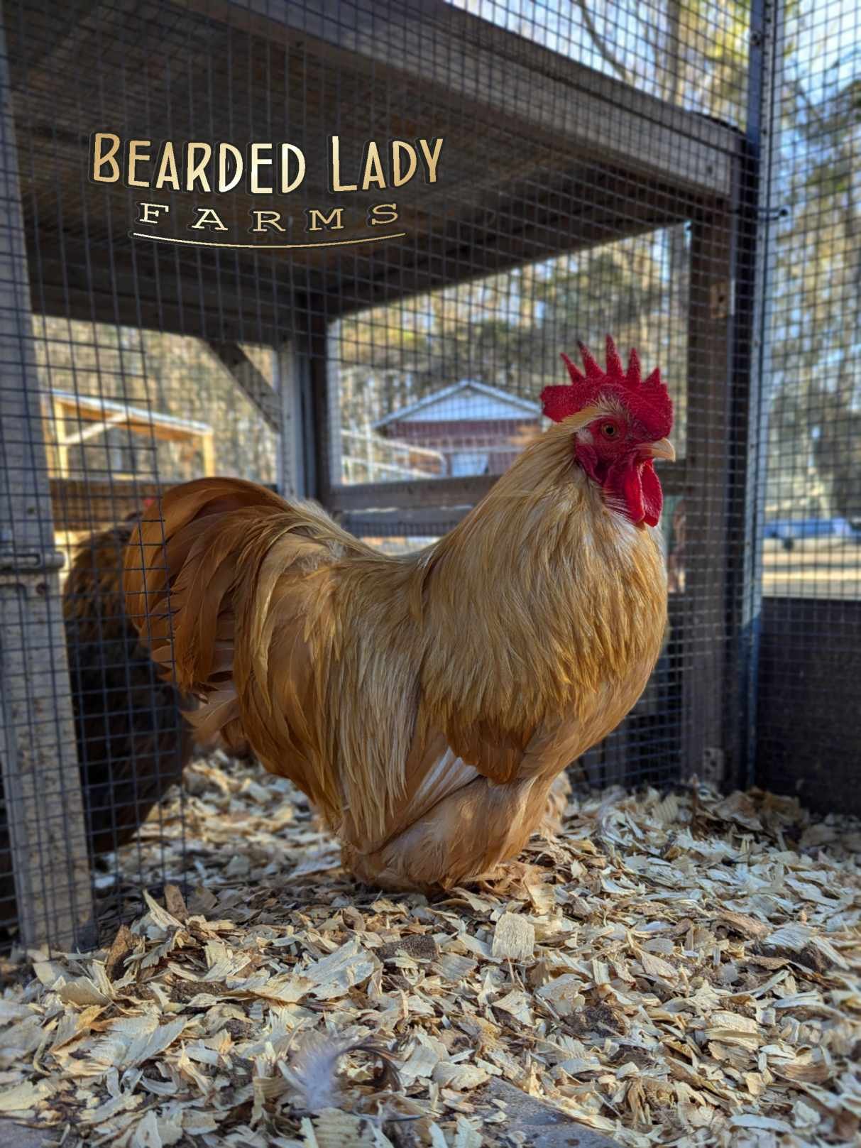 Fertile Hatching Eggs - Bantam Cochins - Image 2