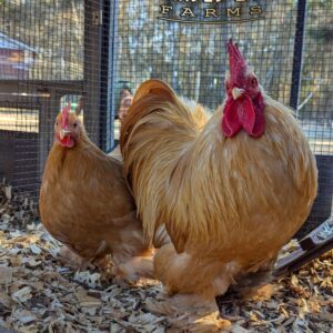 Fertile Hatching Eggs - Bantam Cochins