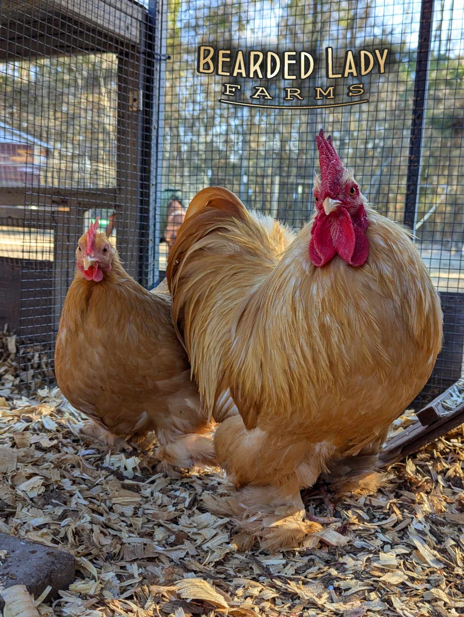 Fertile Hatching Eggs - Bantam Cochins