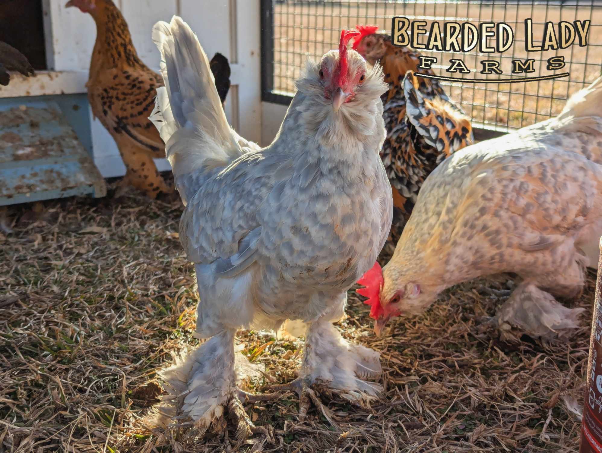 Fertile Hatching Eggs - Mille Fleur D'Uccles - Image 3