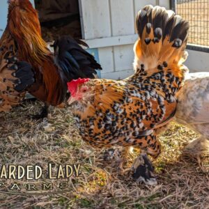 Baby Chicks - Bantam Mille Fleur D'Uccle