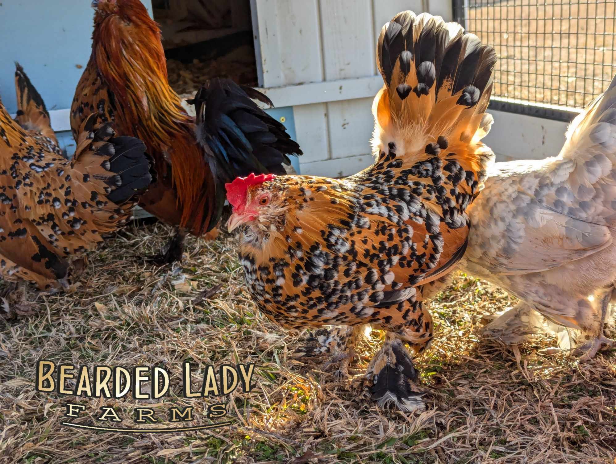 Fertile Hatching Eggs - Mille Fleur D'Uccles - Image 4