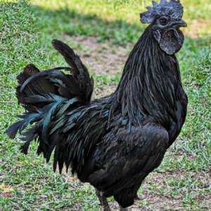 Fertile Hatching Eggs - Ayam Cemani