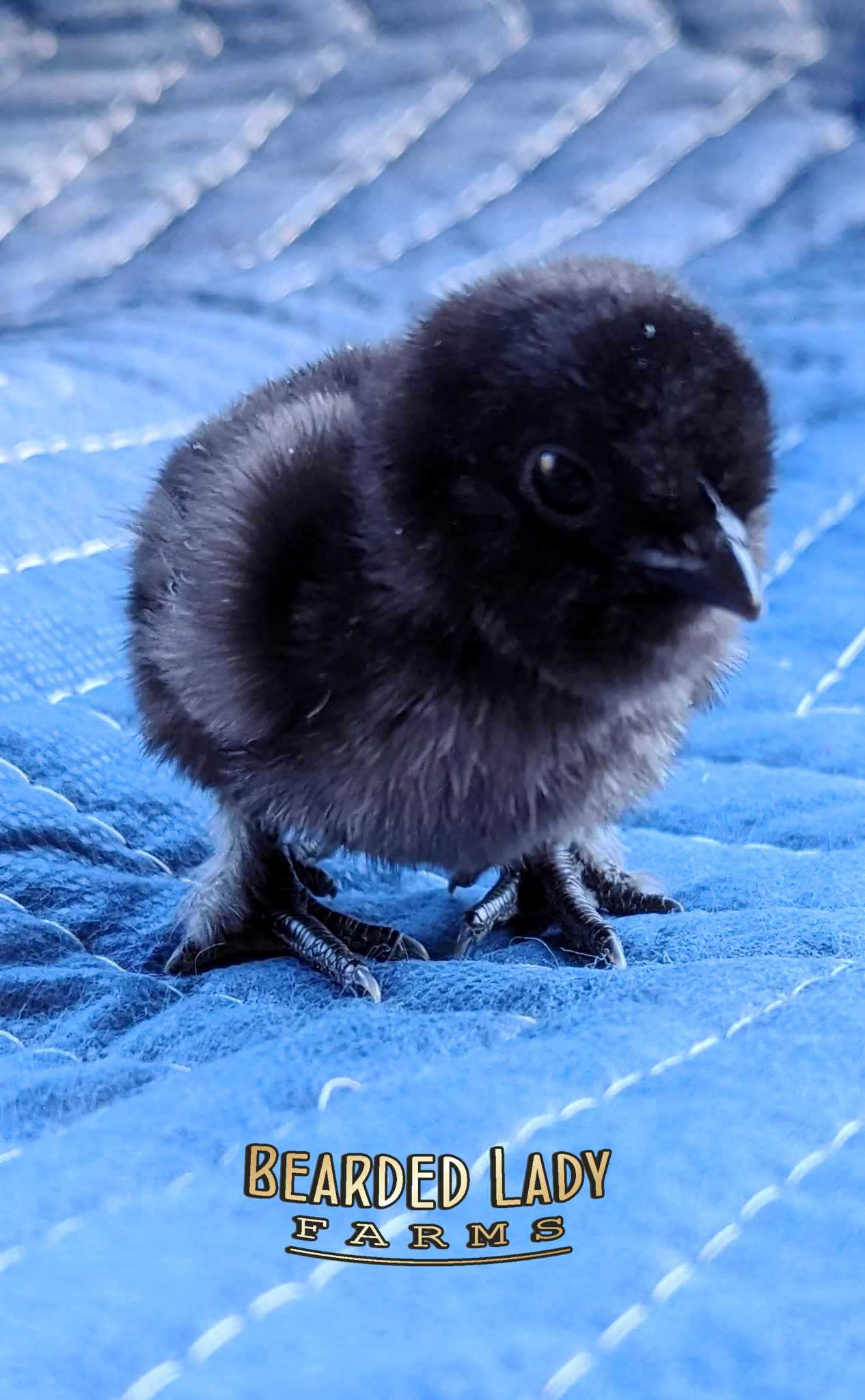 Fertile Hatching Eggs - Ayem Cemani - Image 2