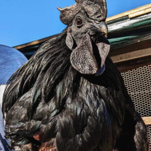 Fertile Hatching Eggs - Ayem Cemani