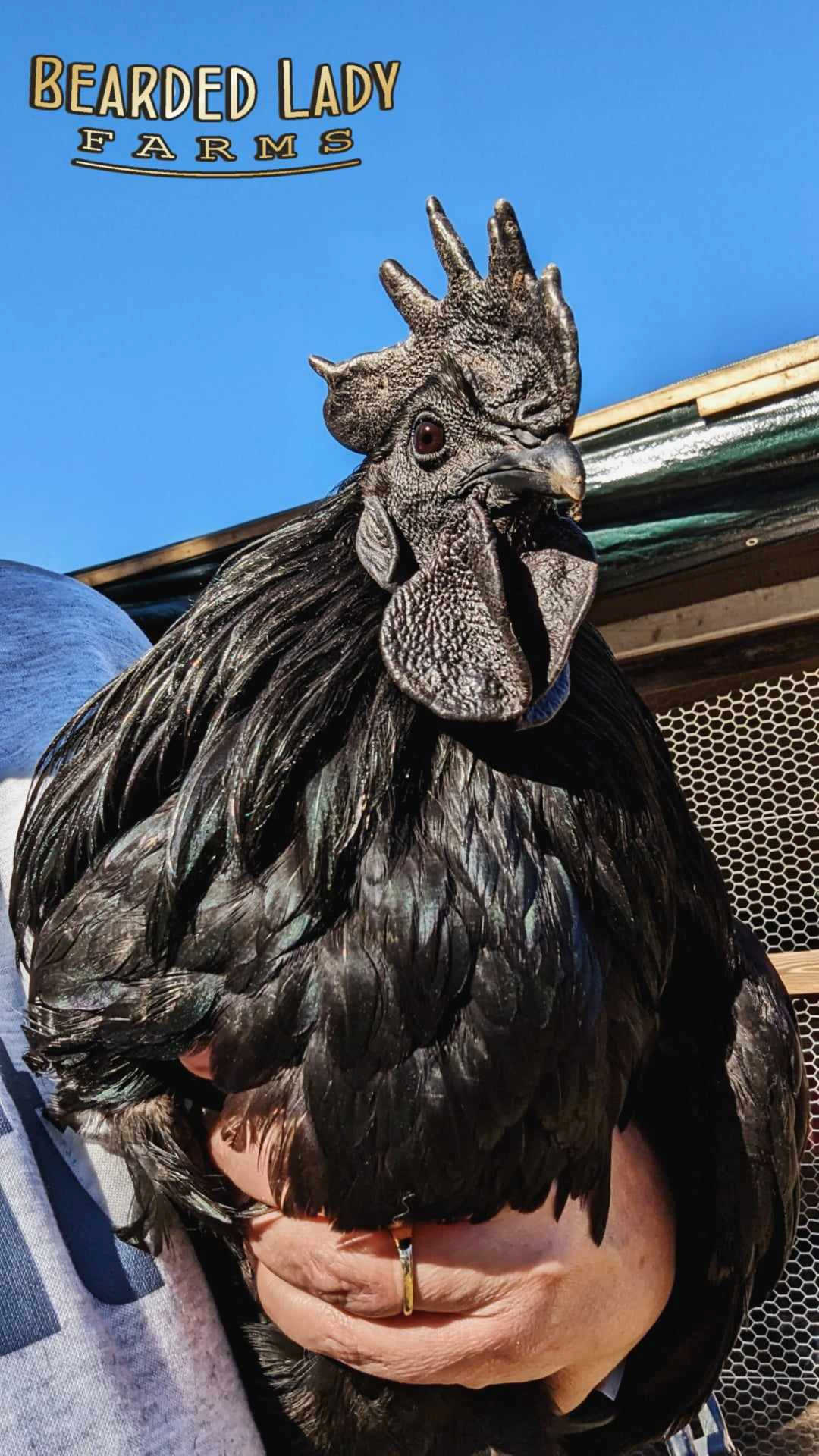 Fertile Hatching Eggs - Ayem Cemani