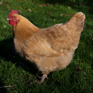 Fertile Hatching Eggs - Buff Orpington