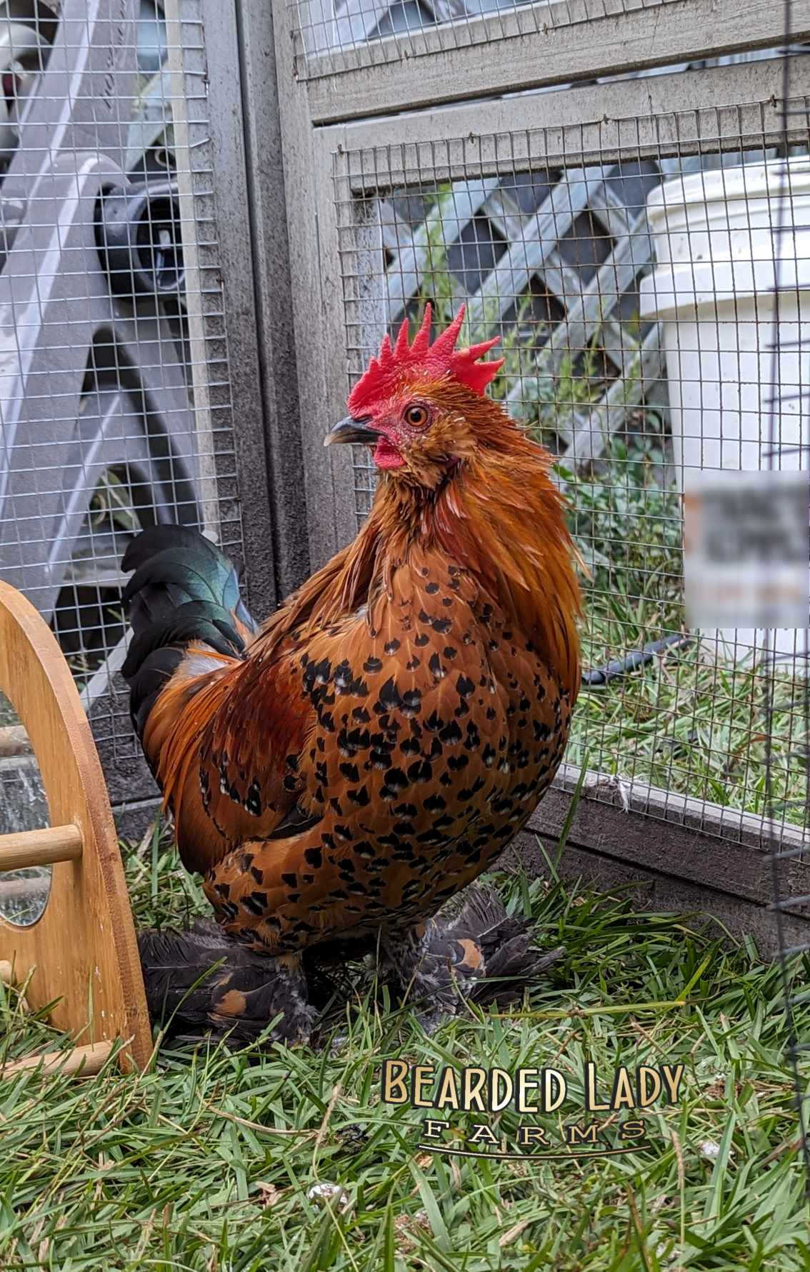 Fertile Hatching Eggs - Mille Fleur D'Uccles - Image 2