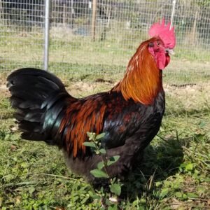 Fertile Hatching Eggs - French Copper Black Maran
