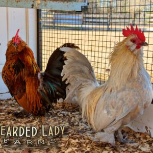 Fertile Hatching Eggs - Mille Fleur D'Uccles