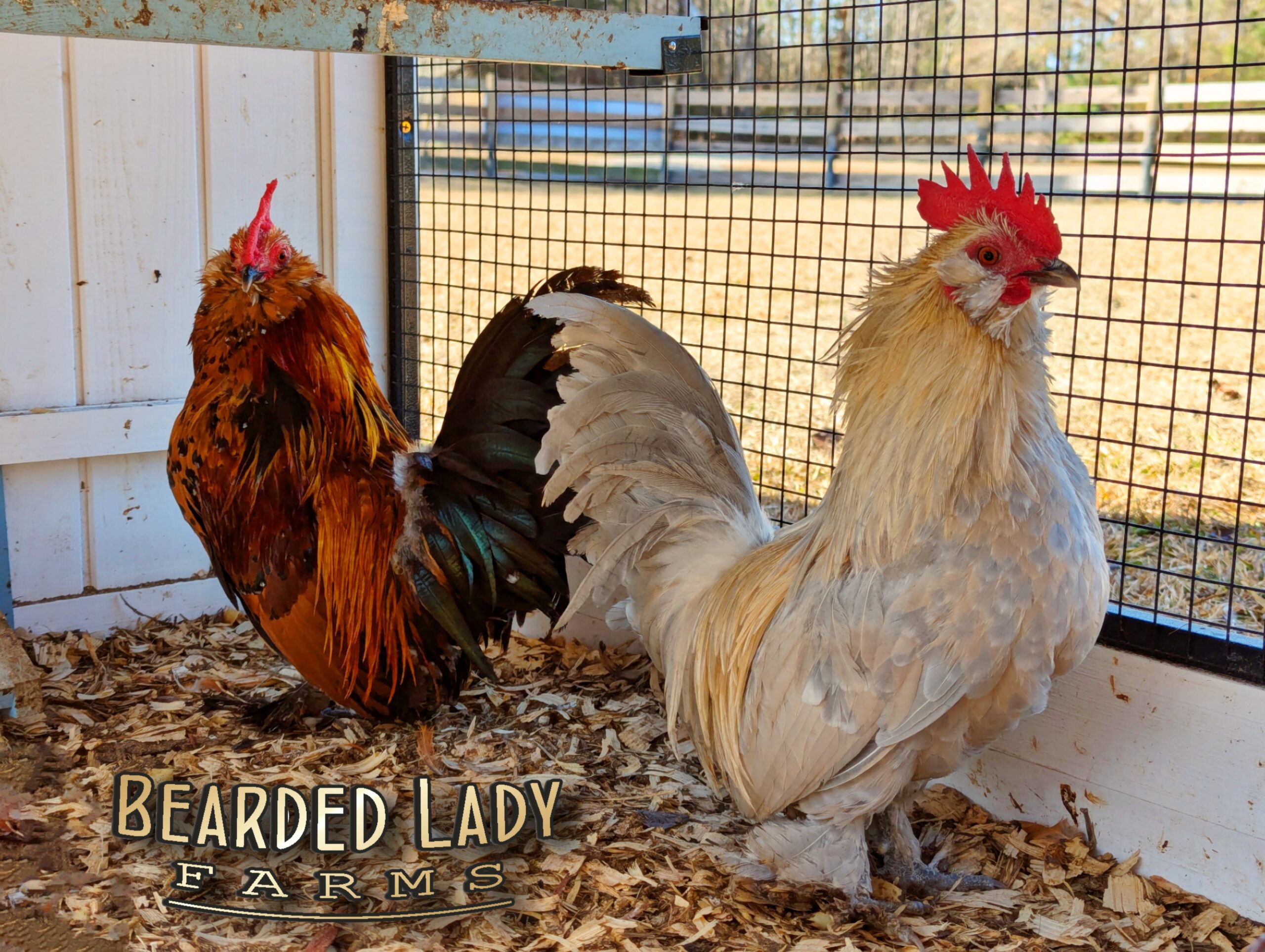 Fertile Hatching Eggs - Mille Fleur D'Uccles