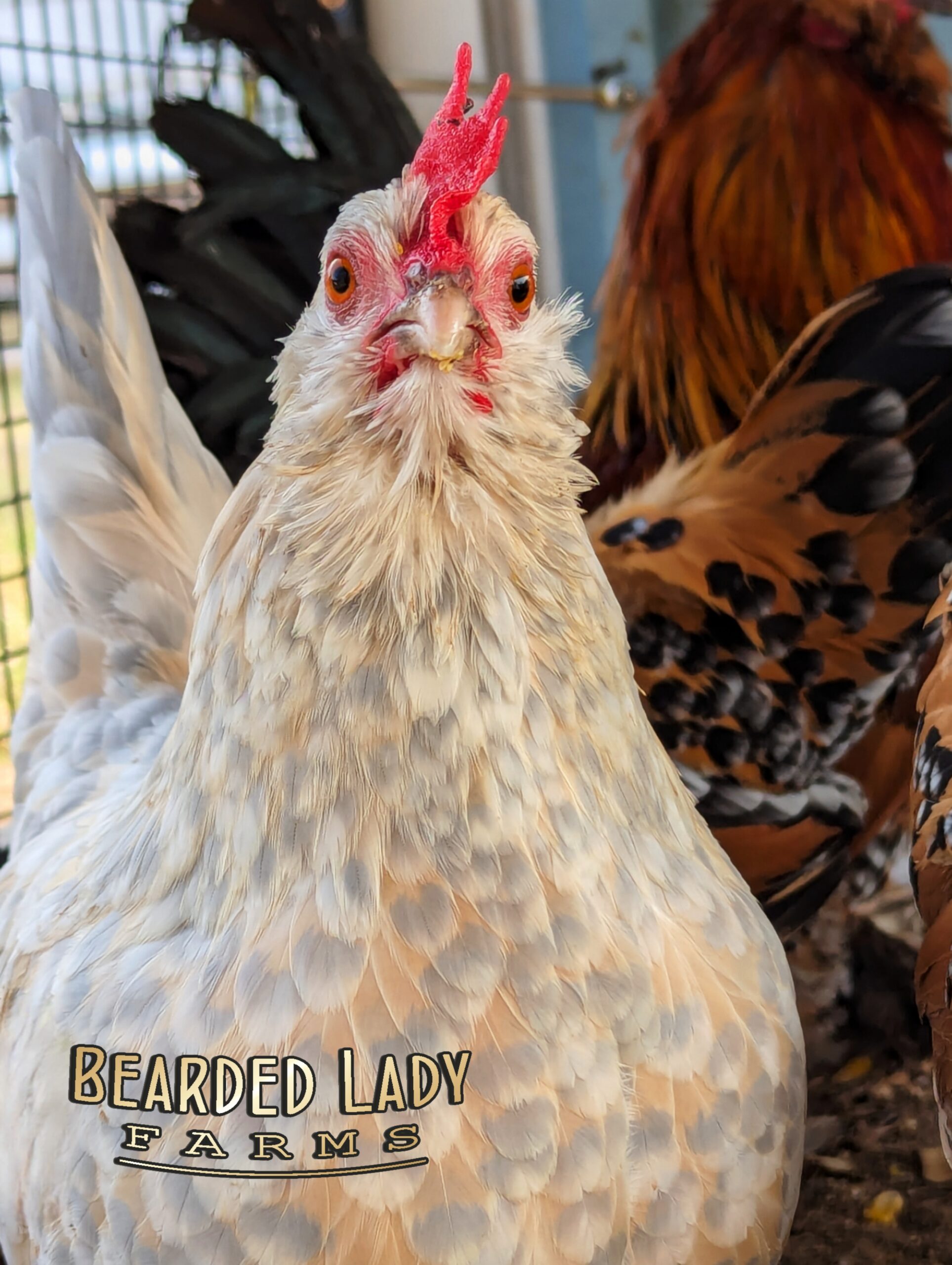 Fertile Hatching Eggs - Mille Fleur D'Uccles - Image 9