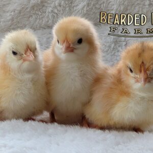 Fertile Hatching Eggs - Buff Orpington