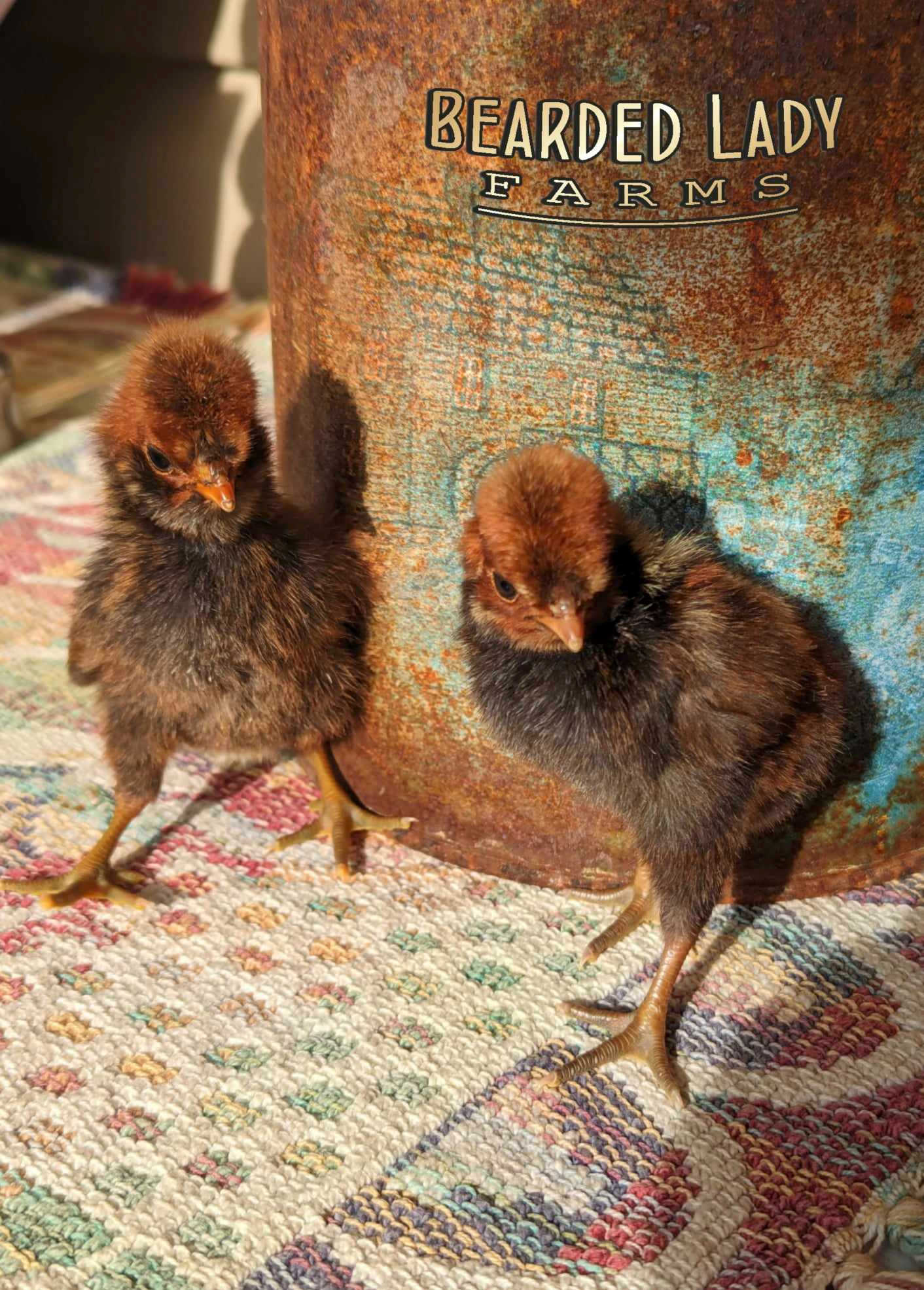 Fertile Hatching Eggs - Polish - Image 2