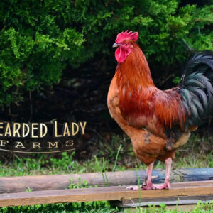 Fertile Hatching Eggs - Rhode Island Red