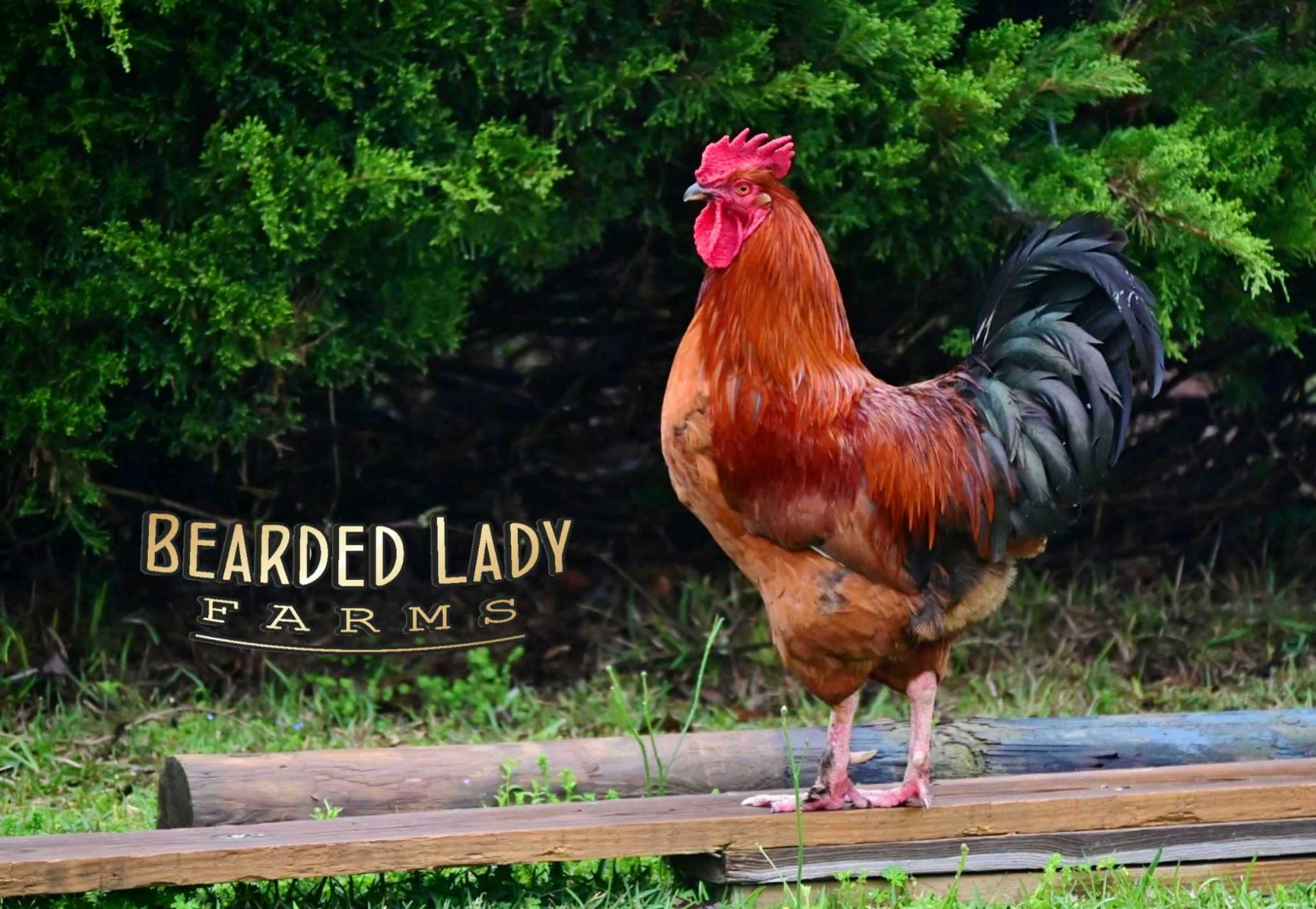 Fertile Hatching Eggs - Rhode Island Red