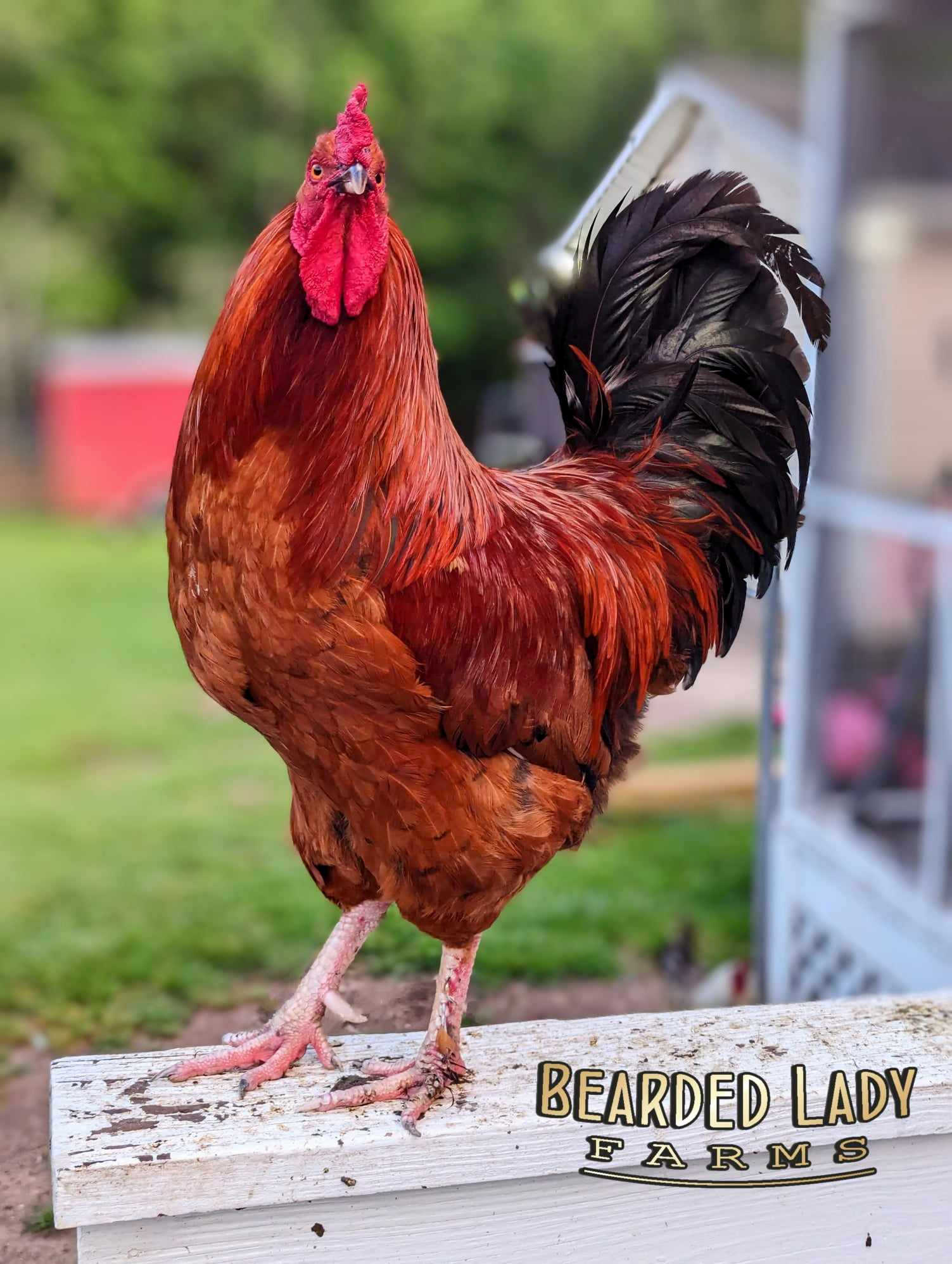 Fertile Hatching Eggs - Rhode Island Red - Image 3
