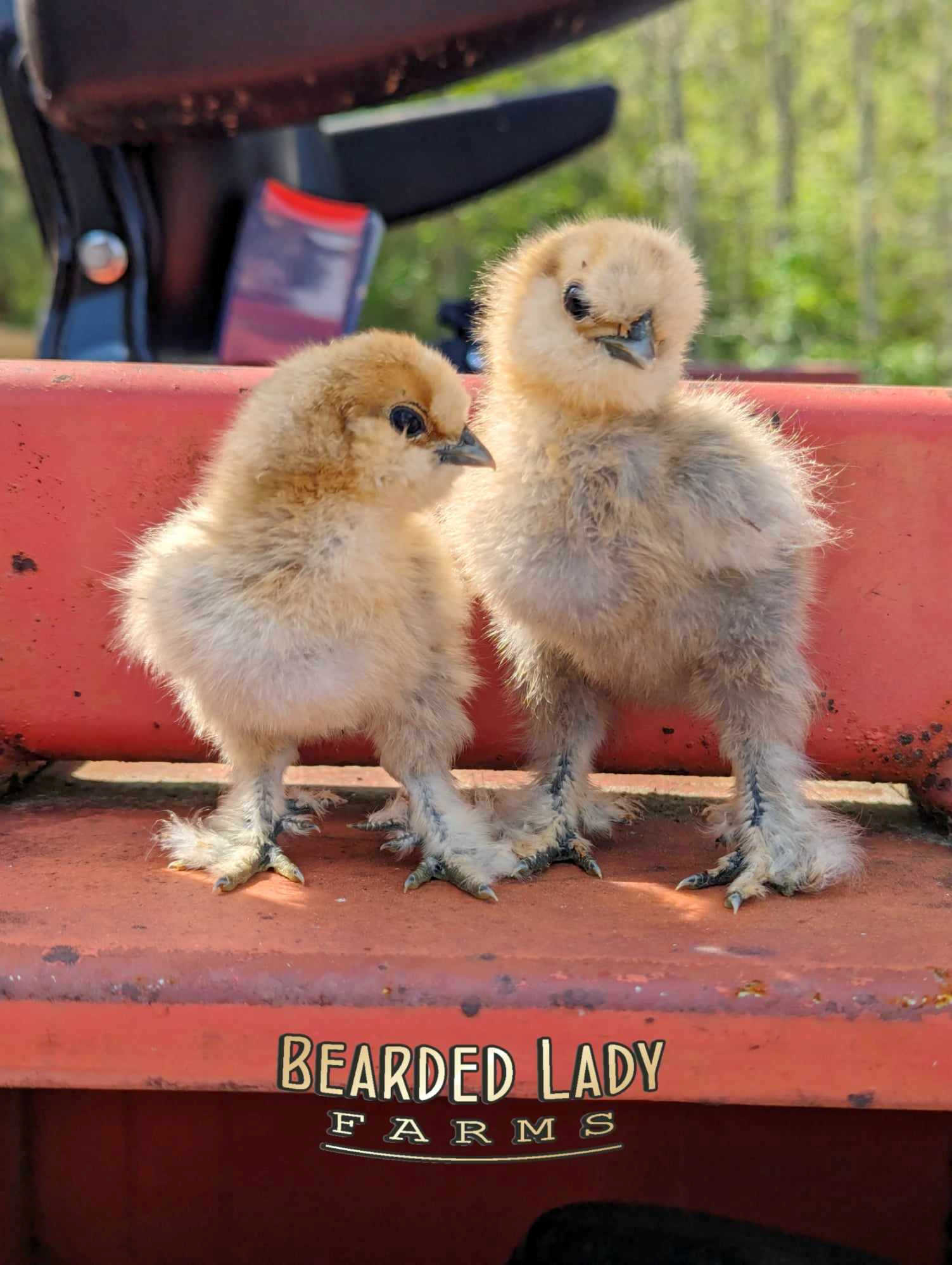 Fertile Hatching Eggs - Silkies - Image 3