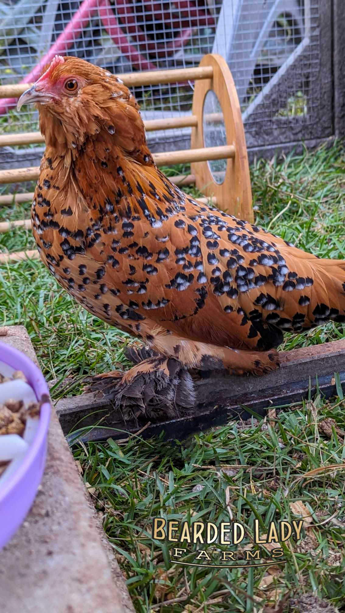 Fertile Hatching Eggs - Mille Fleur D'Uccles - Image 8
