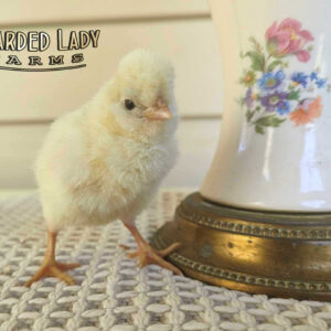 Fertile Hatching Eggs - Polish