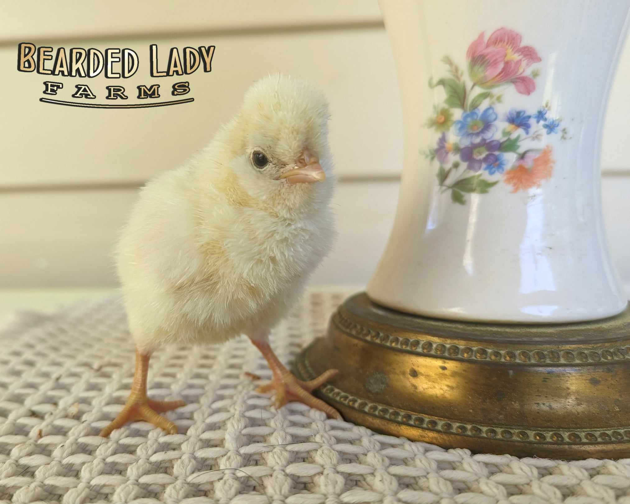 Fertile Hatching Eggs - Polish