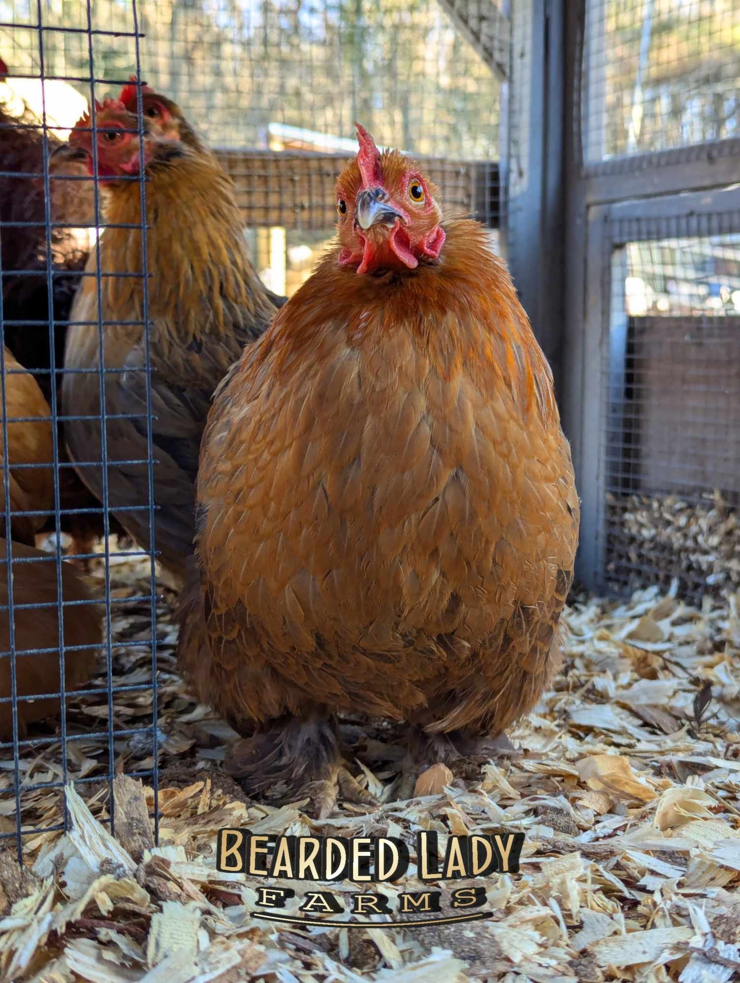 Fertile Hatching Eggs - Bantam Cochins - Image 3