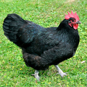 Fertile Hatching Eggs - Black Astralorpe