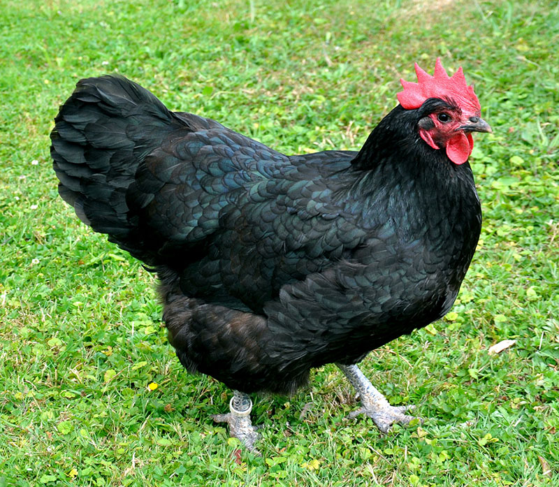 Fertile Hatching Eggs - Black Astralorpe