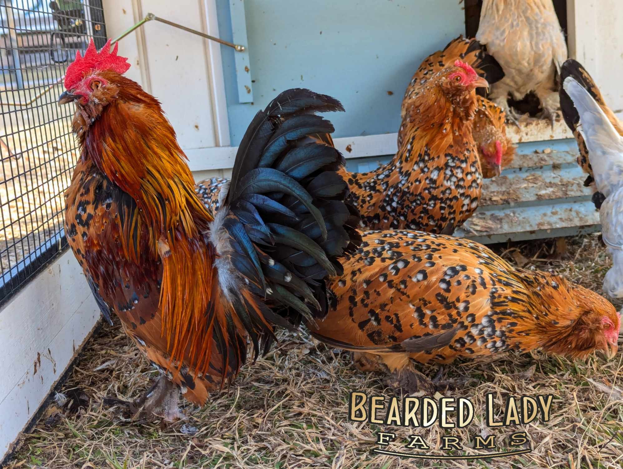 Fertile Hatching Eggs - Mille Fleur D'Uccles - Image 7