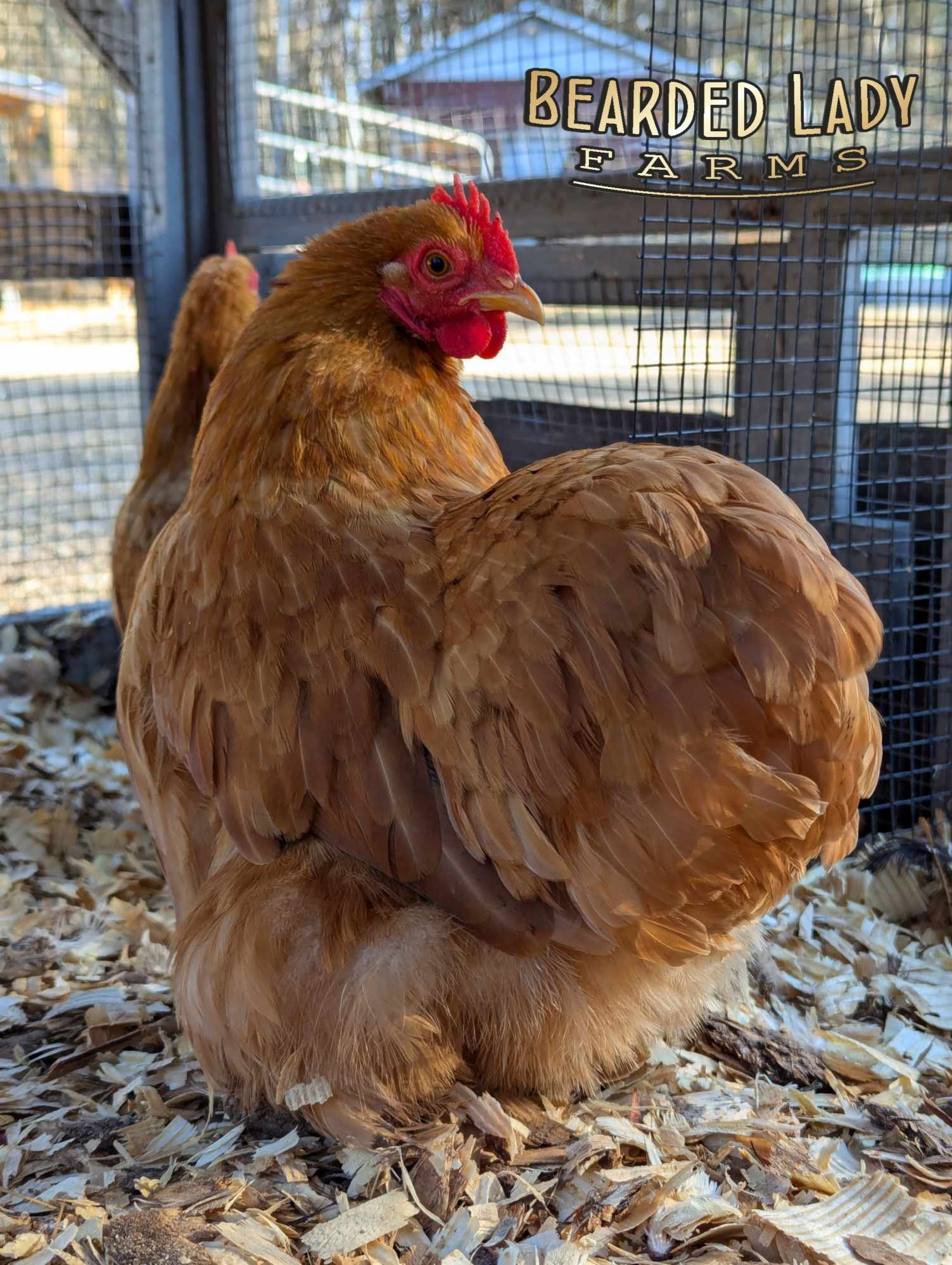 Fertile Hatching Eggs - Bantam Cochins - Image 4