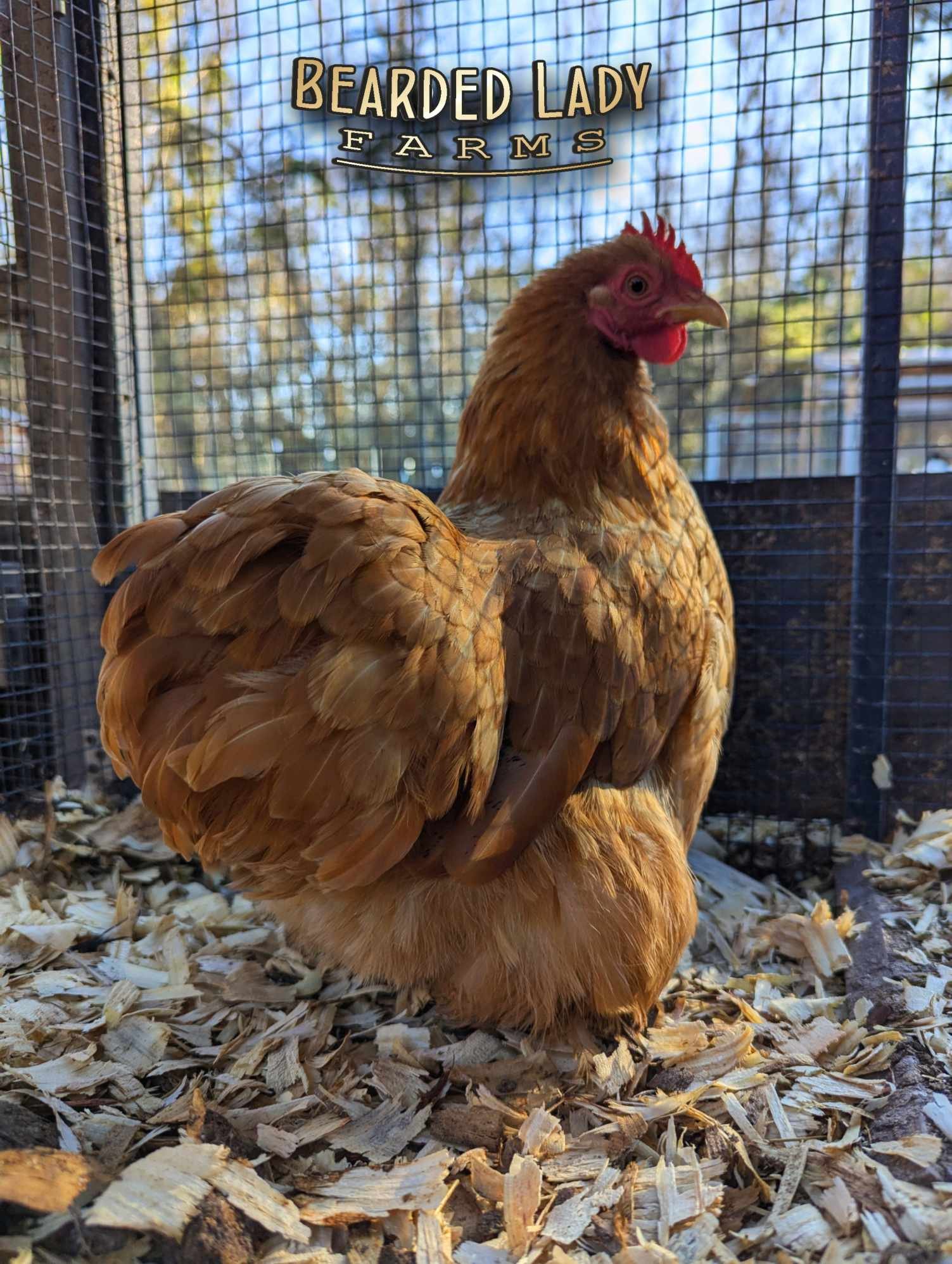 Fertile Hatching Eggs - Bantam Cochins - Image 5