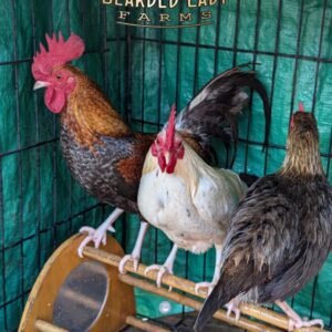 Baby Chicks - Bantam Old English Game Bird