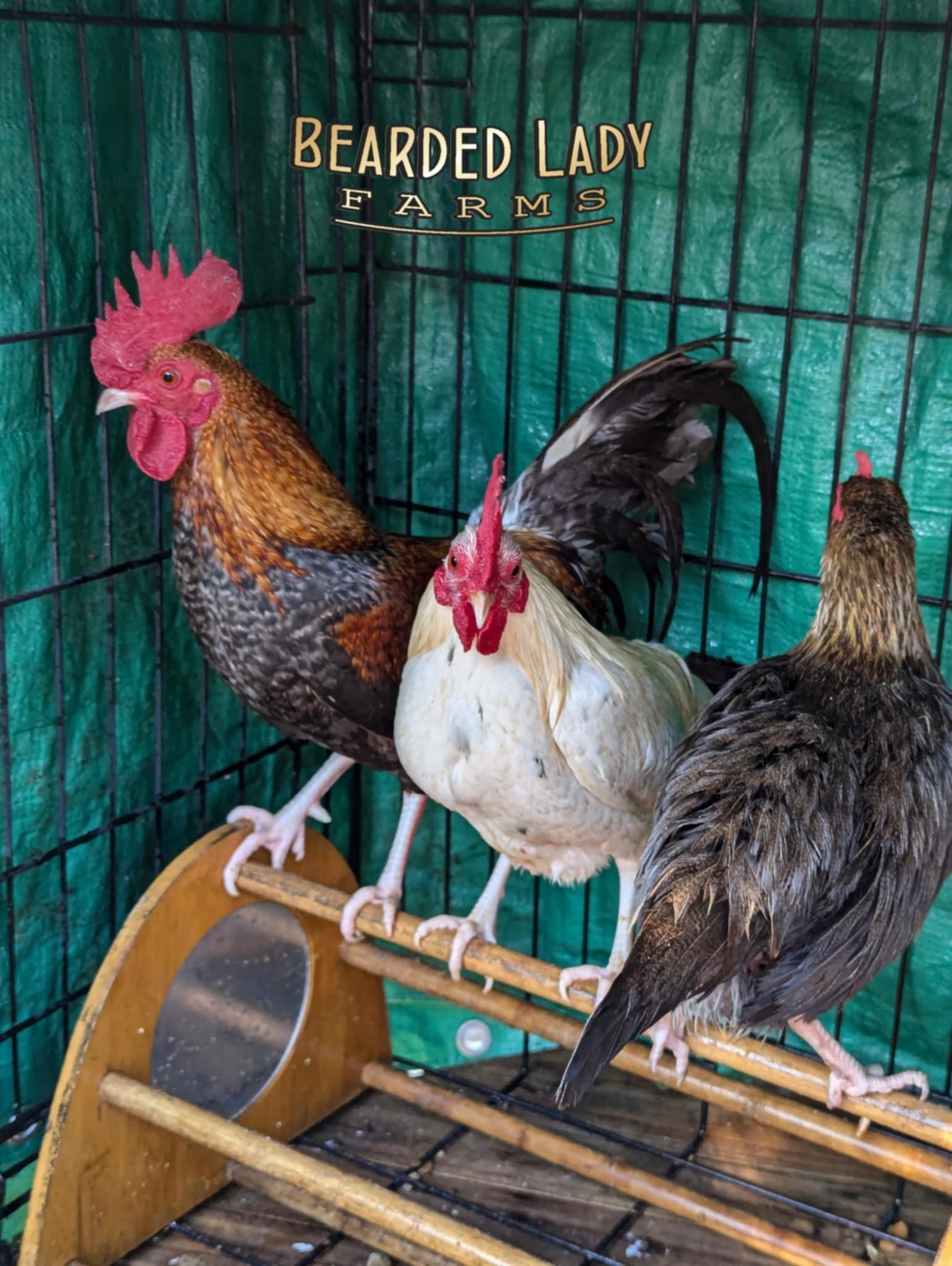 Fertile Hatching Eggs - Bantam Old English Game Bird - Image 4